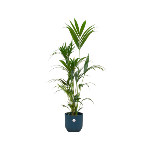 Kentia-Palme 160 cm im blauen Elho Design-Topf