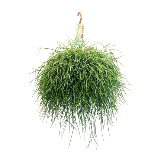 Rhipsalis Pulchra - Ø21 ↕45
