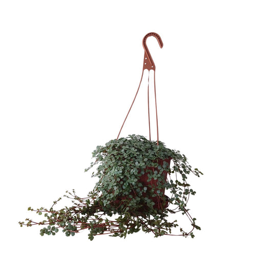 Pilea Glaucophylla - Ø16cm - ↕25cm