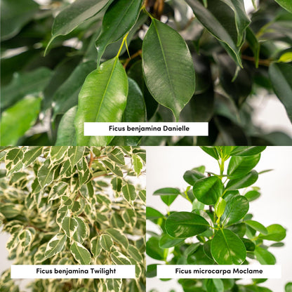 Ficus Benjamina Danielle - Ø21cm - ↕95cm + Ficus Benjamina Twilight - Ø21cm - ↕95cm + Ficus Microcarpa Moclame - Ø21cm - ↕95cm + Korb Selin