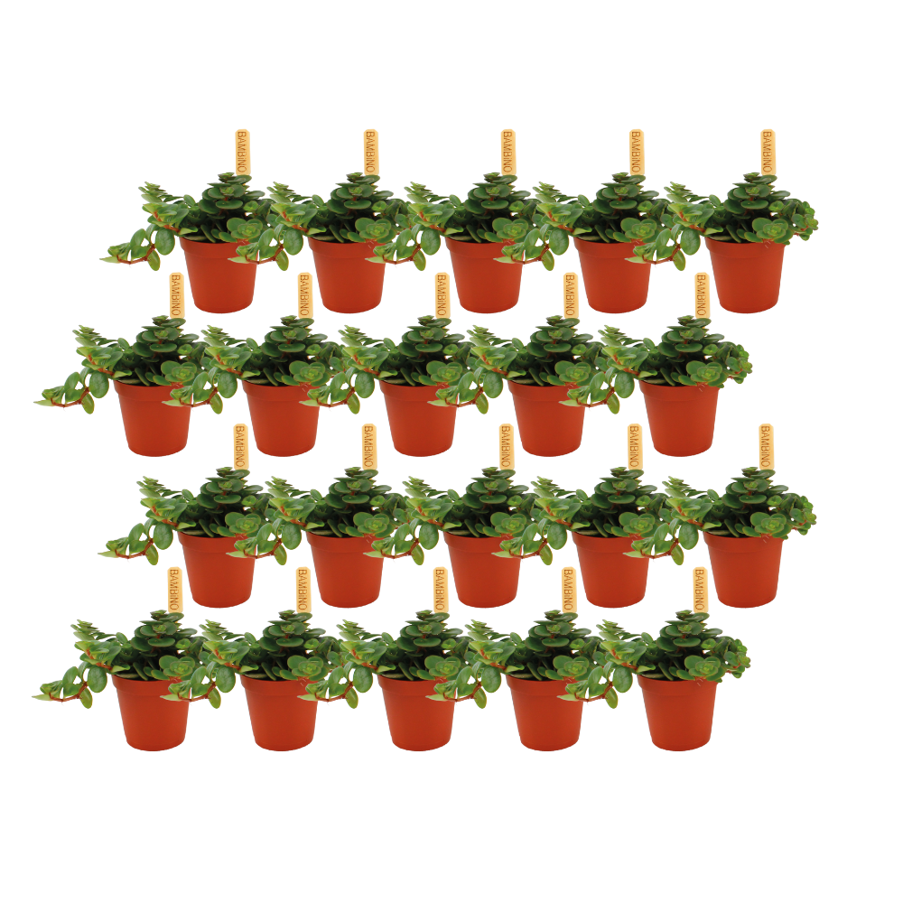 Sedum Tornado - 20 stuks - Ø5,5cm - ↕10cm