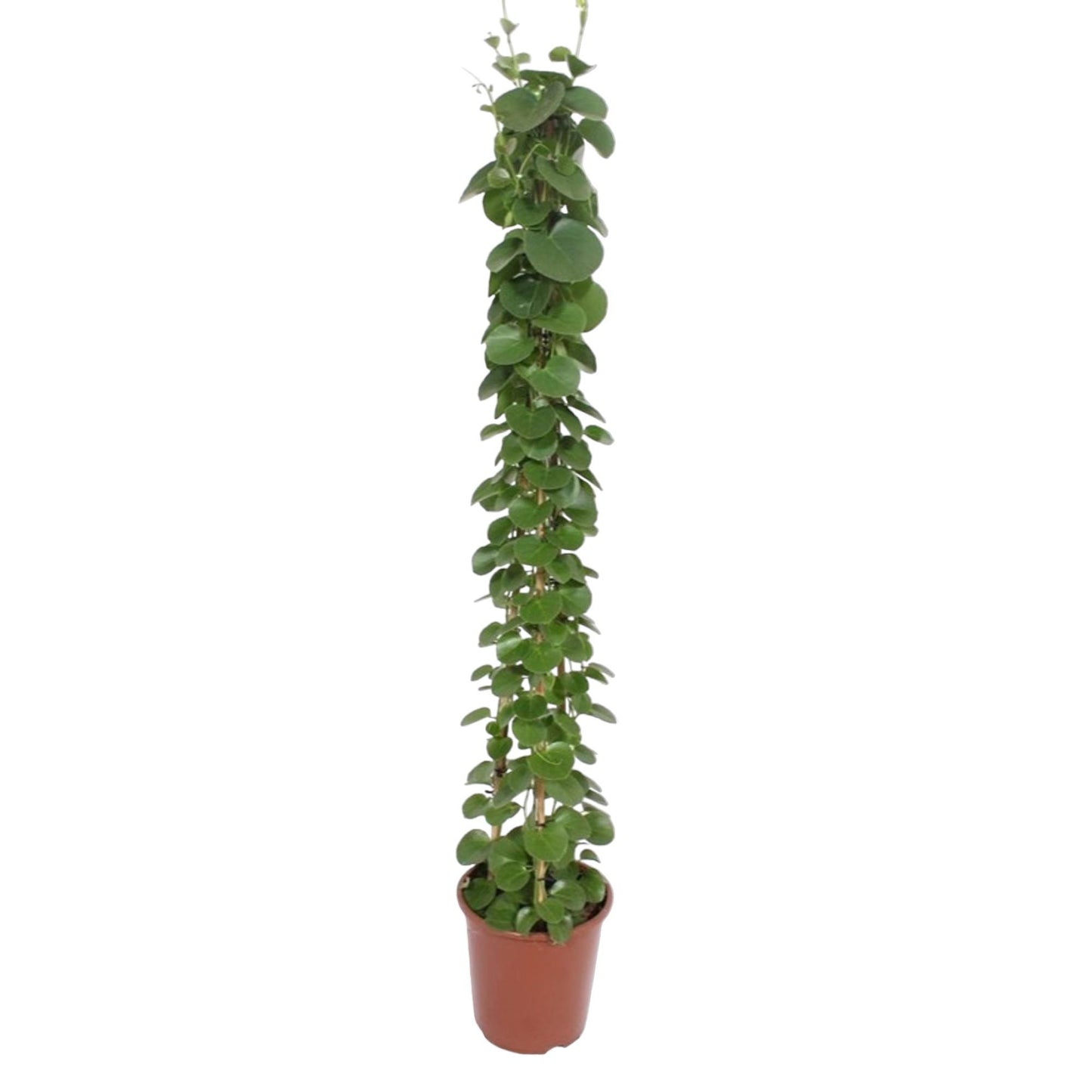 Känguruwein Pyramide 160 cm – Stilvolle Zimmerpflanze
