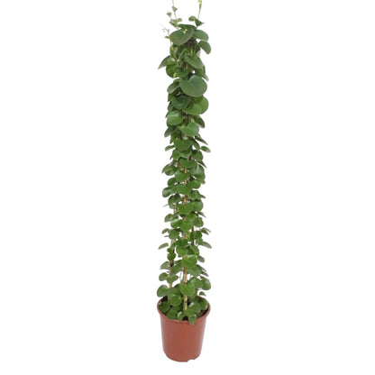 Känguruwein Pyramide 160 cm – Stilvolle Zimmerpflanze