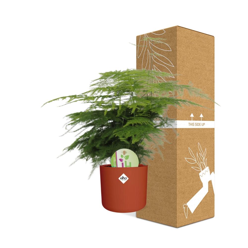 Asparagus ‘Plumosus’ in ELHO b.for soft rond 14cm brique