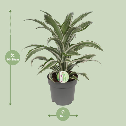 Dracaena Fragrans weiß - Ø17cm - ↕40cm