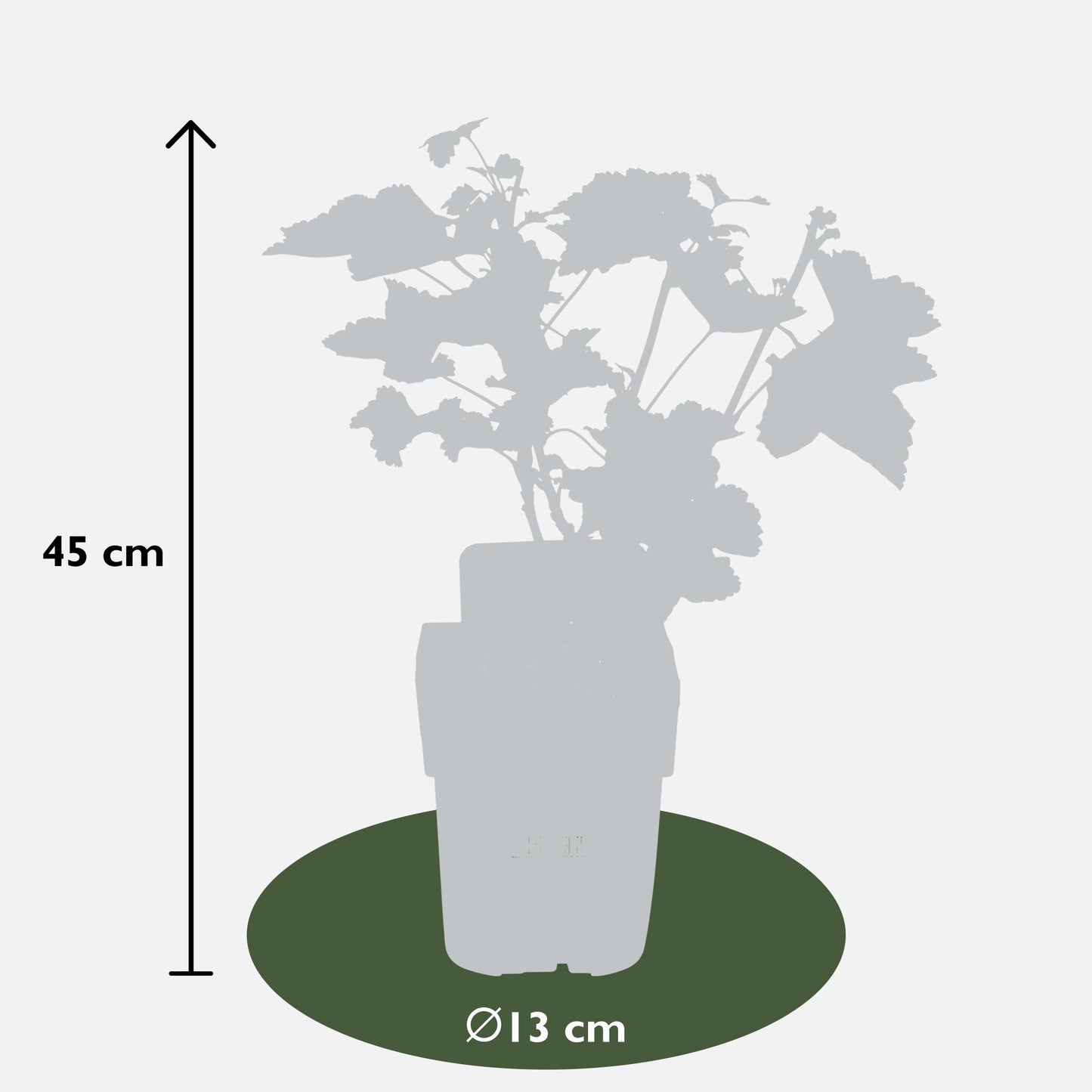 Ribes rubrum 'Jonkheer van Tets' - Ø13cm - ↕45cm