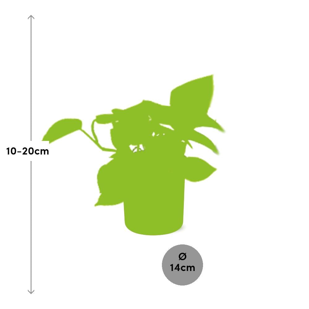 Epipremnum Pinnatum ‘Golden Pothos’ in ELHO b.for soft rond 14cm brique