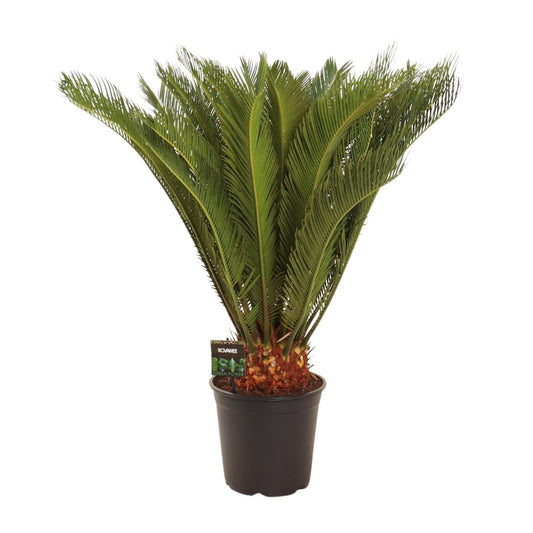 Cycas Revoluta - Ø24 ↕90