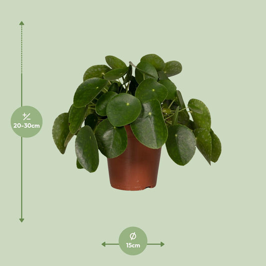 Pilea Peperomiodes - Pfannkuchenfabrik - Ø15cm - ↕25cm