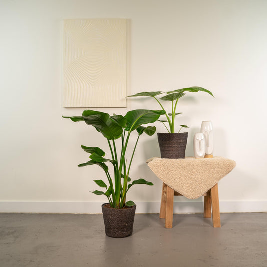 Strelitzia Nicolai - Ø19cm - ↕85cm + Alocasia Macrorrhiza - Ø19cm - ↕70cm + Korb Igmar