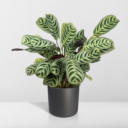 Ctenanthe Amabilis - Ø14cm - ↕25cm