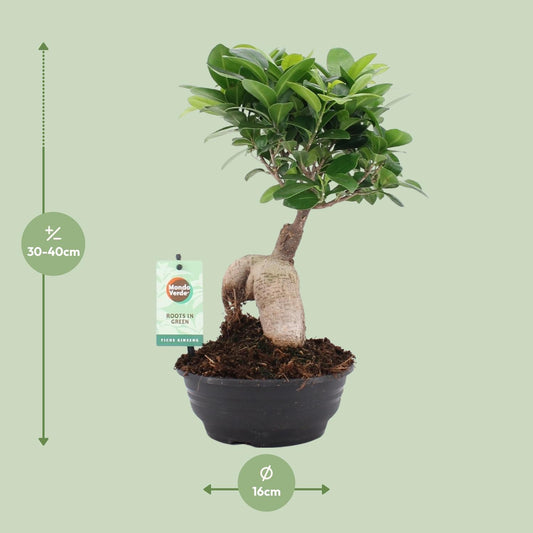 Ficus Ginseng - Ø16cm - ↕35cm