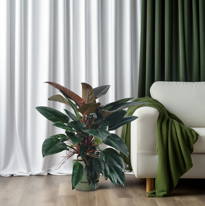 Philodendron Congo Rojo - Ø27 ↕100