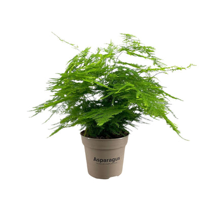 Asparagus Setaceus - Ø15cm - ↕45cm