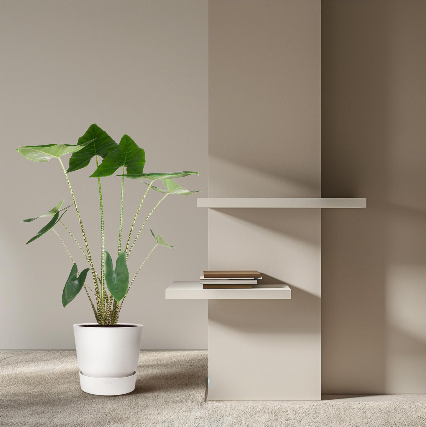 Alocasia Zebrina 130 cm – Exotische Zebrapflanze für stilvolle Räume