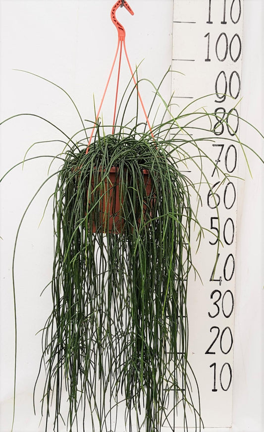Rhipsalis Flocosa 20cm - Ø20cm - ↕60cm