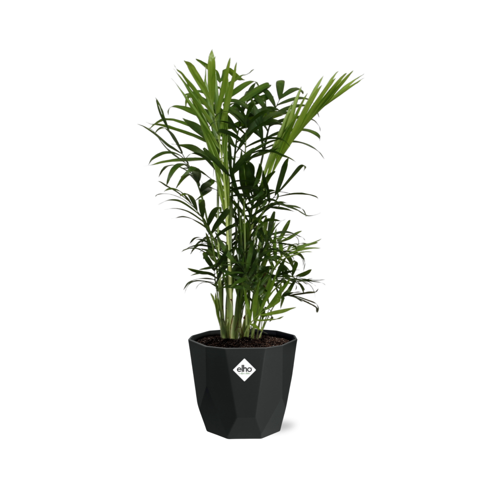 Chamaedorea Elegans in 14cm b.for rock living black