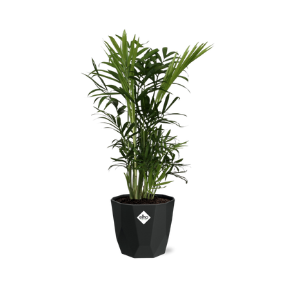 Chamaedorea Elegans in 14cm b.for rock living black