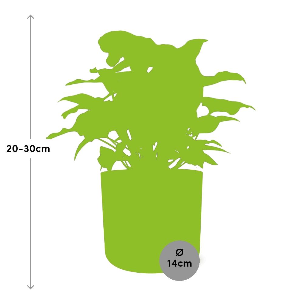 Syngonium Arrow in ELHO b.for soft rond 14cm brique