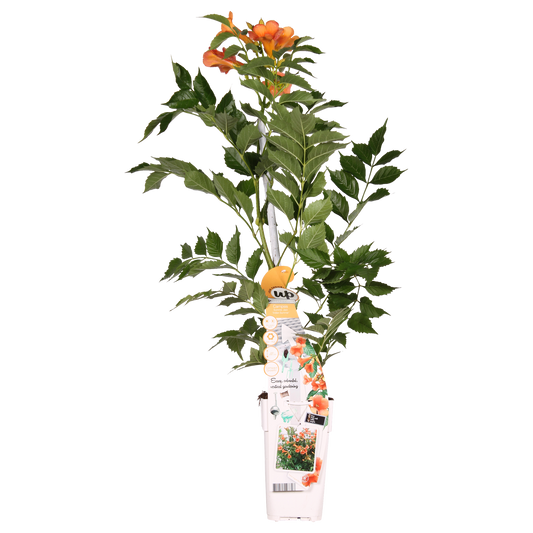 Campsis Indian Summer - Trompetenblume Orange - Ø15cm - ↕65cm - Ø15 - ↨65cm