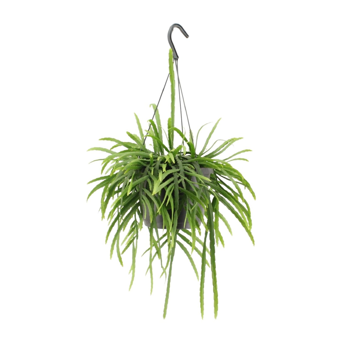 Lepismium Bolivianum - Ø17cm - ↕25cm