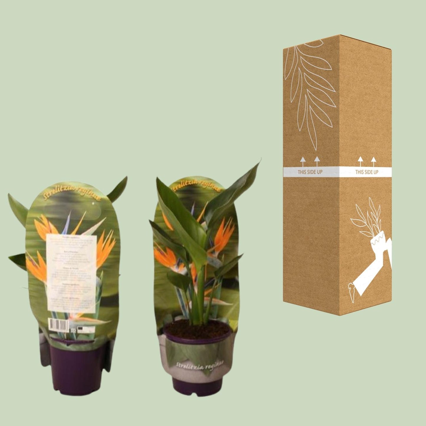 Strelitzia Reginae In Sleeve - Ø12cm - ↕40cm