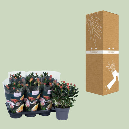 Rosa oranje - Ø17cm - ↕45cm