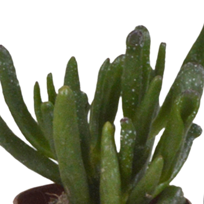Vetplanten-Mischung 5,5 cm - 5x - in witte pot