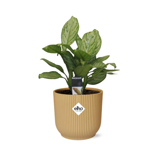 Aglaonema Christina in ELHO Vibes Fold 14cm geel