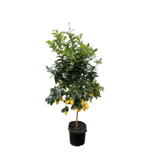 Zitronenbaum 200 cm – Mediterrane Kübelpflanze für sonnige Plätze