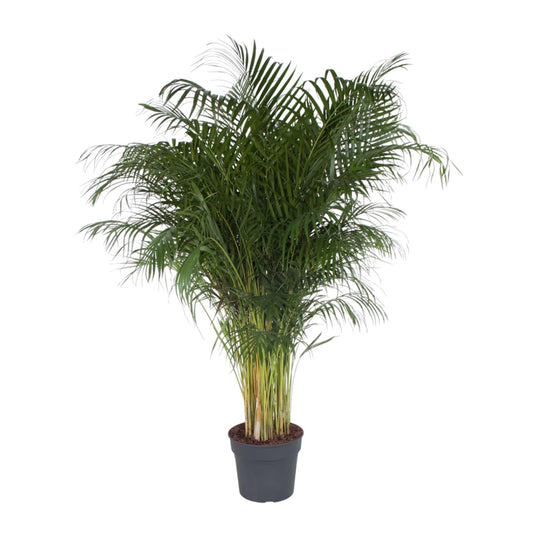 Goldfruchtpalme 200 cm – Tropische Areca-Palme für Innen & Außen