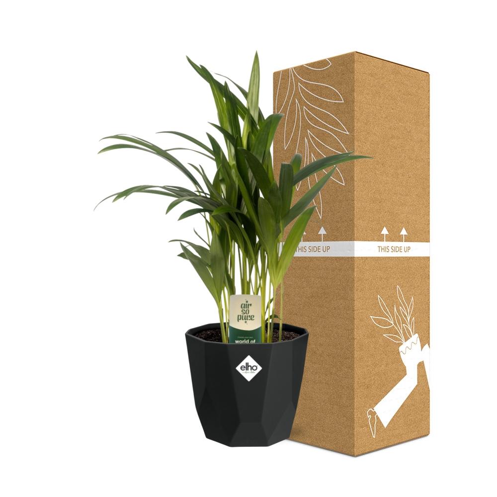 Dypsis Lutescens (Areca) 12cm in 14cm b.for rock living black