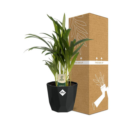 Dypsis Lutescens (Areca) 12cm in 14cm b.for rock living black