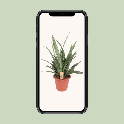 Sansevieria Diamond Green - Ø25cm - ↕80cm