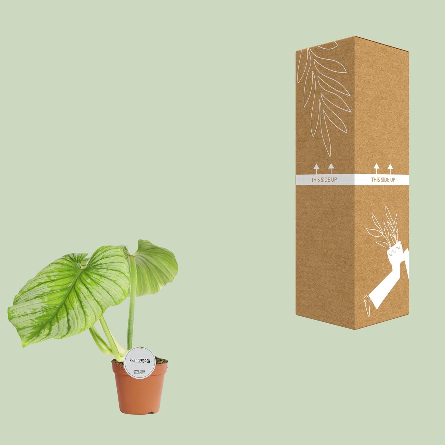Philodendron Mamei - Ø15cm - ↕50cm