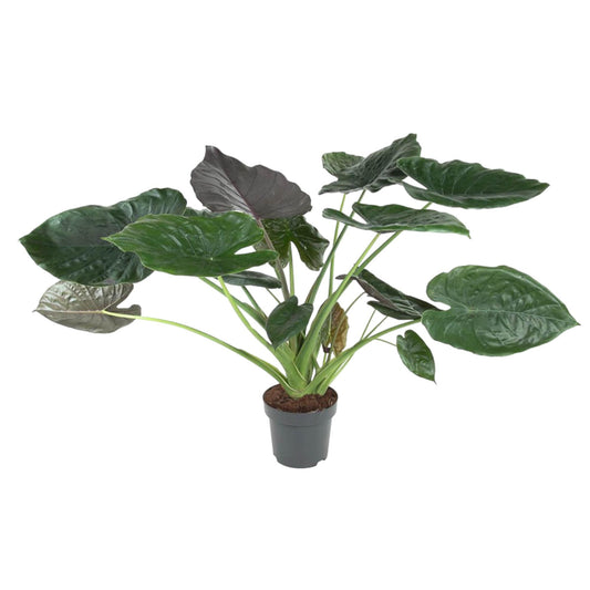 Pfeilblatt Alocasia Wentii – 120 cm dekorative Zimmerpflanze