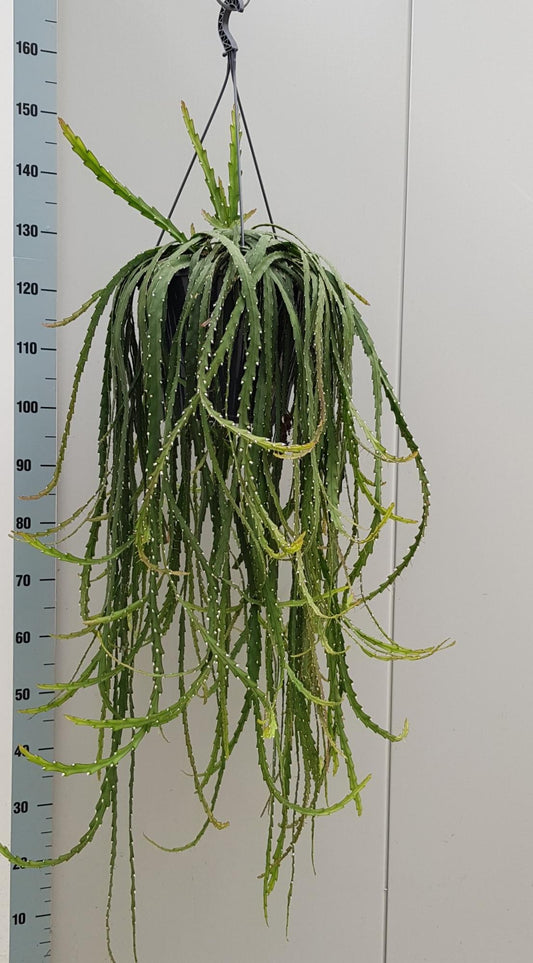 Lepismium Cruciforme 25cm - Ø25cm - ↕80cm