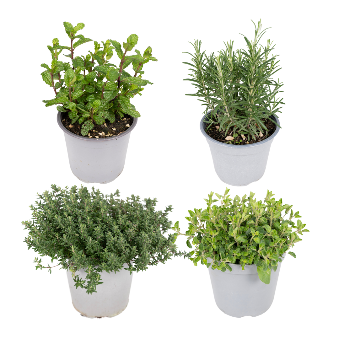 PROMO - Gartenkräutermischung - 4 Stücke - Ø14cm - ↕18cm