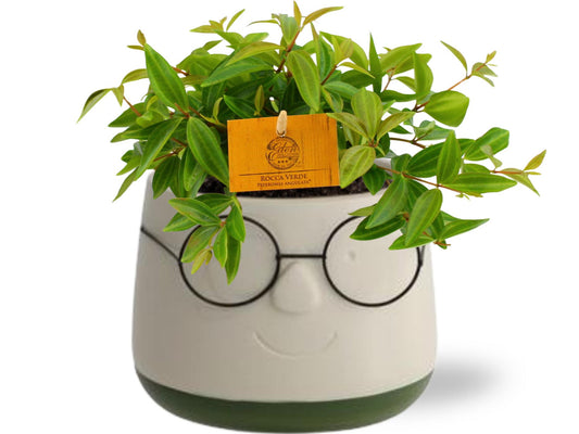Peperomia Ang. Rocca Vivace - Ø11cm - ↕15cm + Pot Bril D12x9cm - Grün