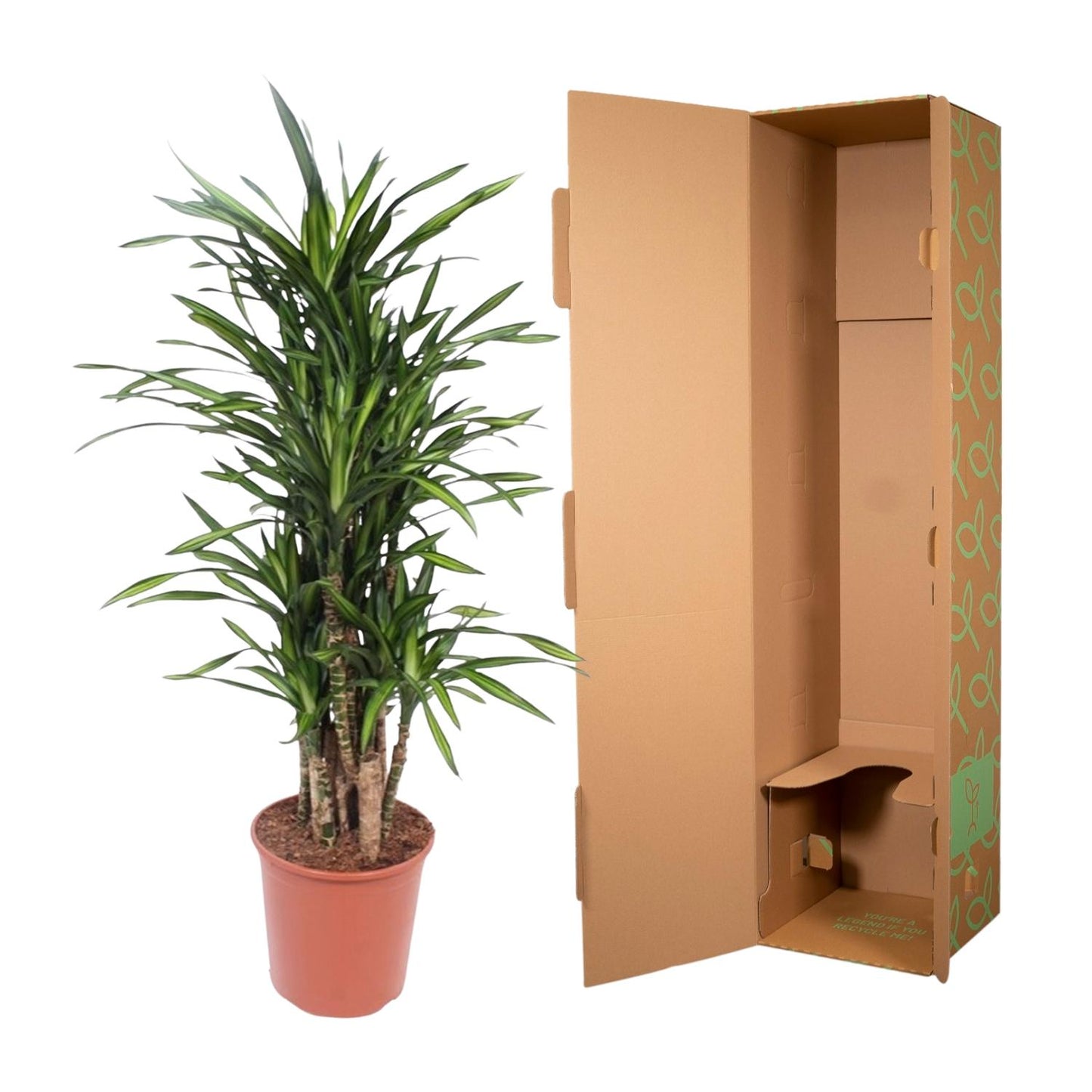 Drachenbaum Riki – 140 cm – Pflegeleichte Zimmerpflanze