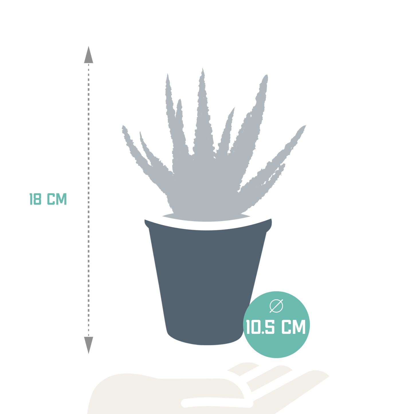 Aloe Zebrina 'Dannyz' – Stilvolle pflegeleichte Sukkulente