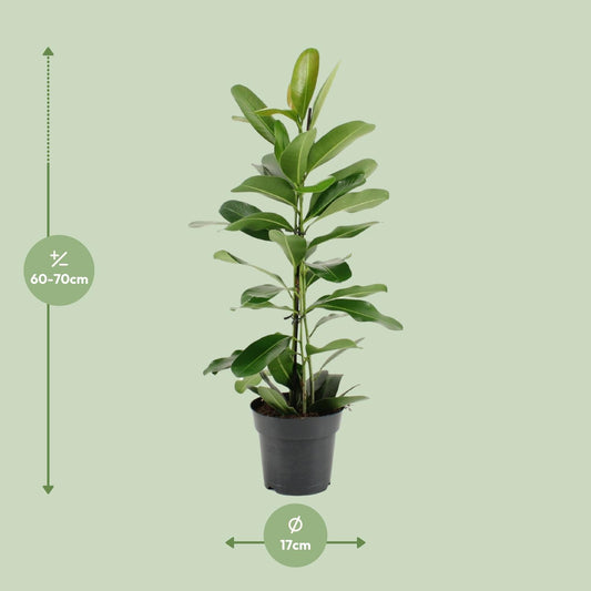 Ficus Microcarpa Smile® - Ø17cm - ↕70cm