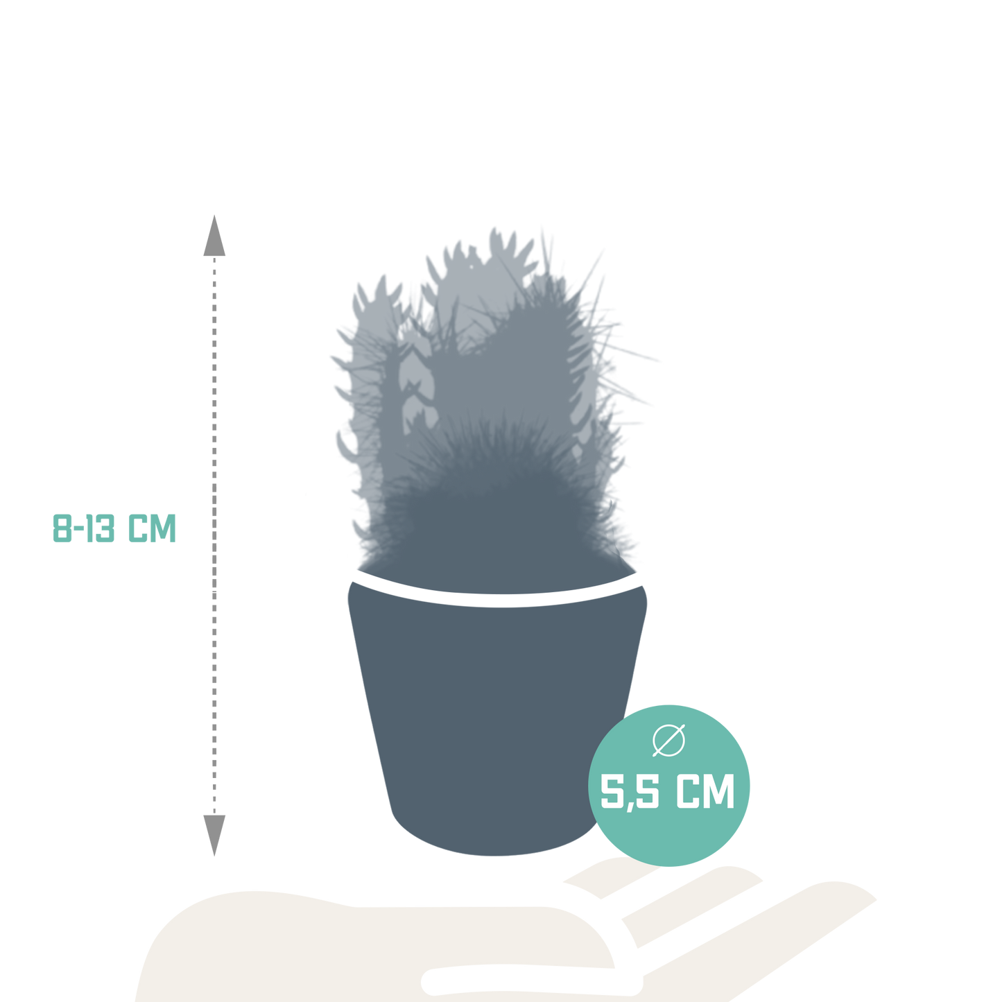 Kakteenmischung 5,5 cm - 5x - in Mexicaanse pot