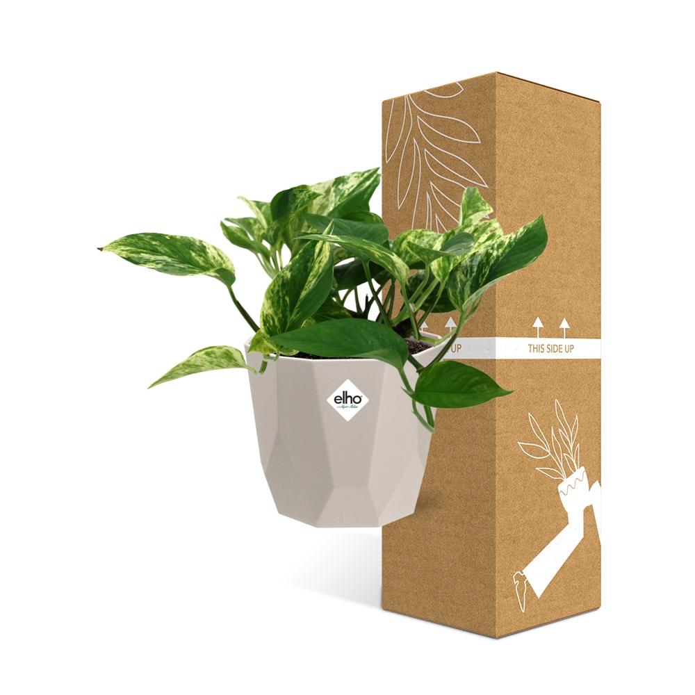 Scindapsus (Epipremnum) Marble Queen in ELHO b.for rock 14 cm warm grey