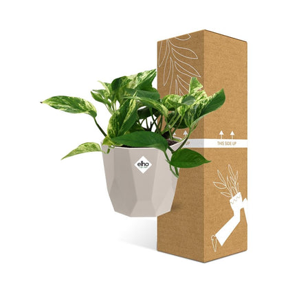 Scindapsus (Epipremnum) Marble Queen in ELHO b.for rock 14 cm warm grey