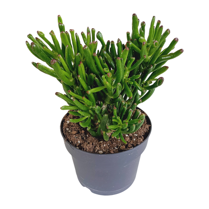 Gollum Jade 17 cm – Fingerstrauch Sukkulente Rarität