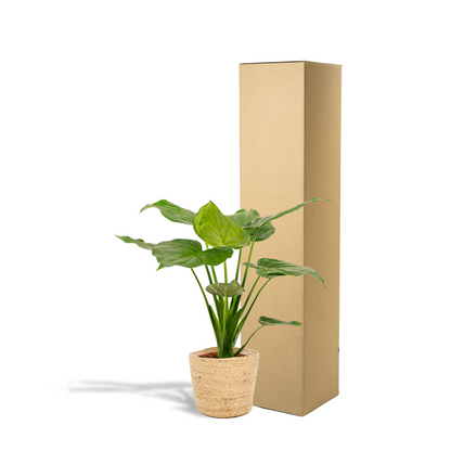 Alocasia Cucullata - Ø19cm - ↕65cm + Korb Selin