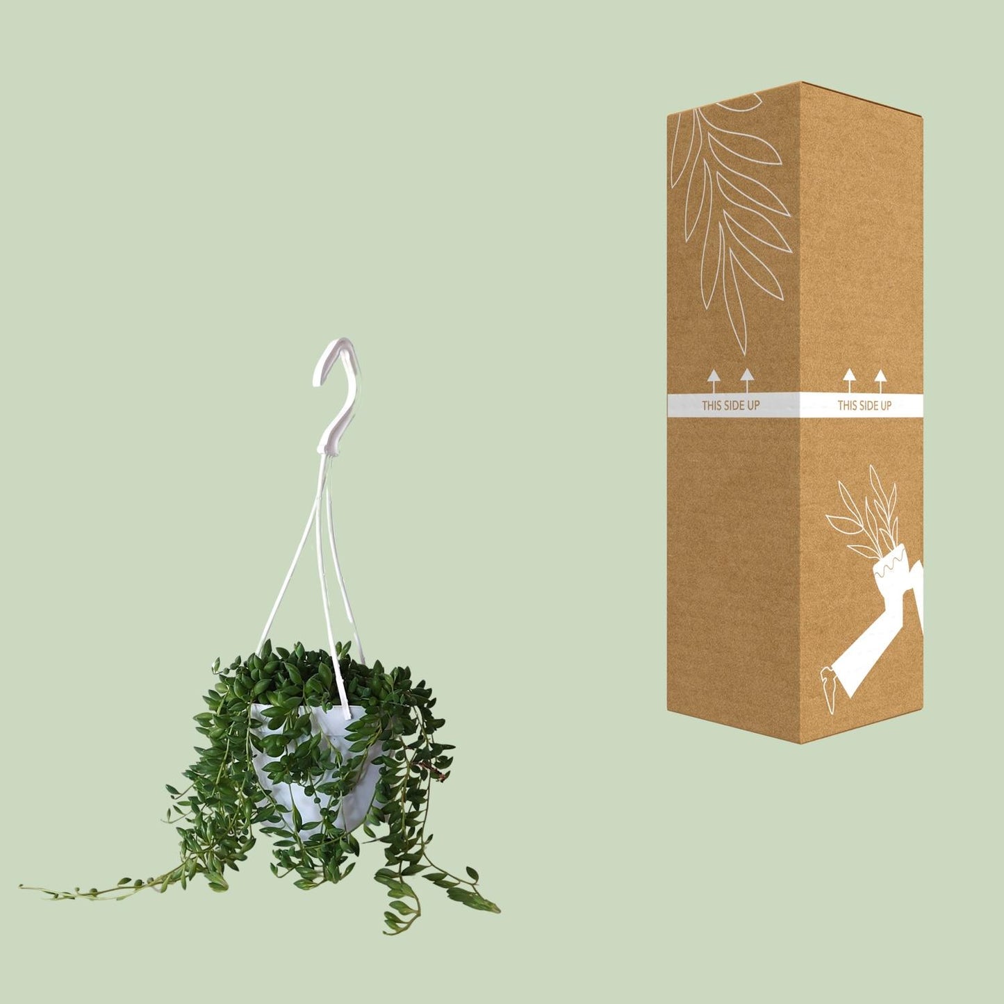 Senecio Herreianus - Ø11cm - ↕25cm