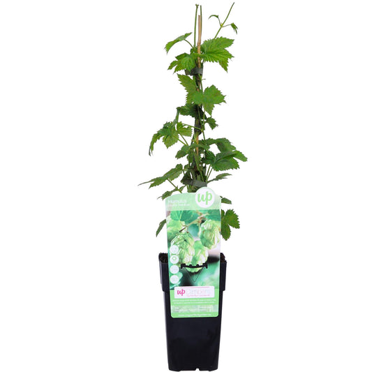 Humulus lupulus 'Nordbrau' - Bierpflanze / Hopfenpflanze - Ø15cm - ↕65cm