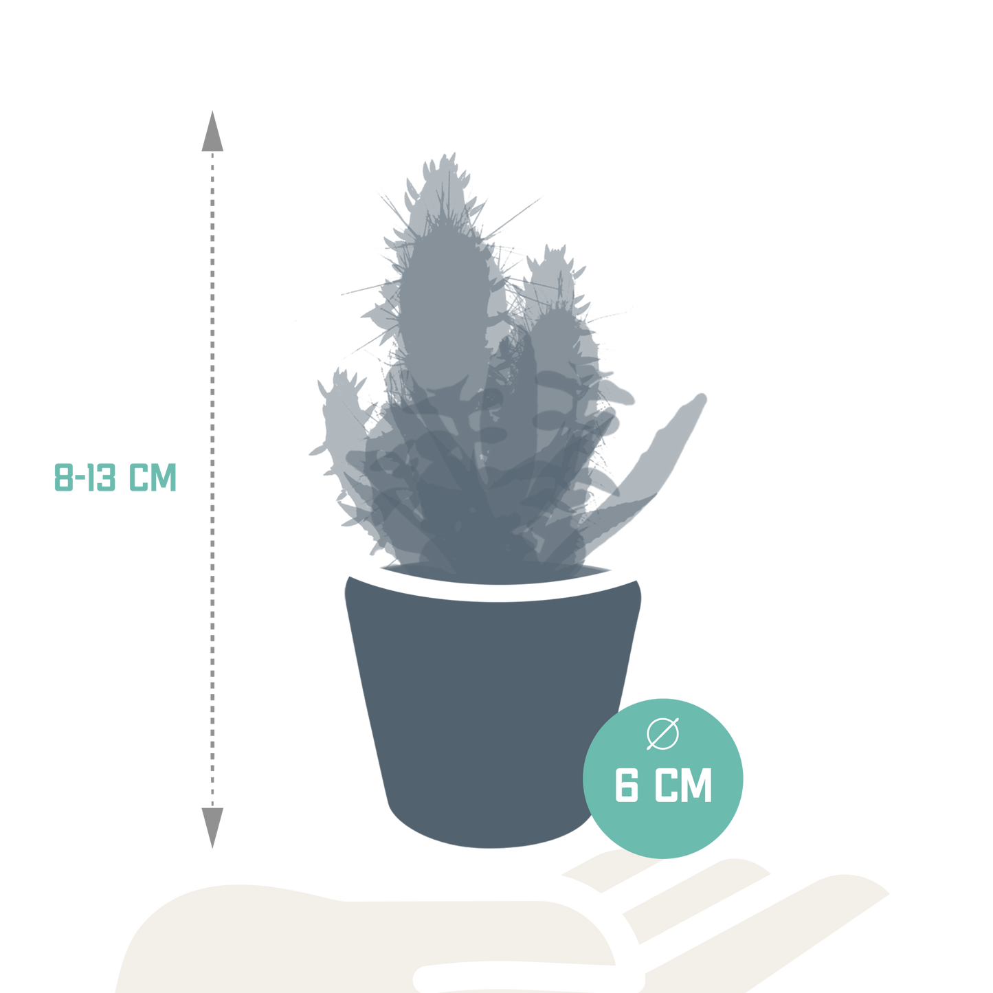 Cactus en vetplanten Mischung 5,5 cm | 15 stück - in Mexicaanse pot